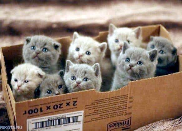 Carton de chatons 5