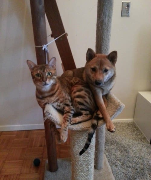 Amitié chien chat - Chat et chien sur un arbre à chat