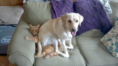 Amitié chien chat - Chien assis sur un chat