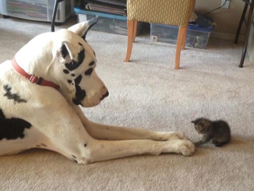 Amitié chien chat - Minuscule chaton et gros chien