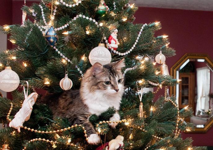 chat allongé dans un sapin de Noël