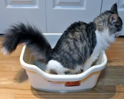 cat-sitting : nettoyage de litière
