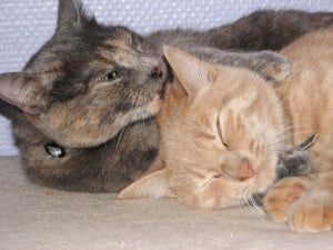 Tao et Zia