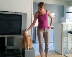 Cat-sitting : les caresses