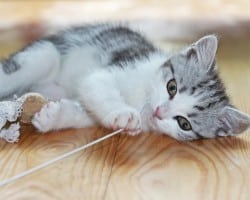 Cat-sitting : jeux