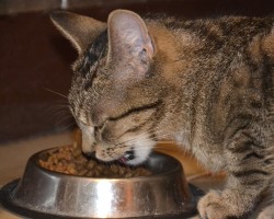 Cat-sitting : nourriture