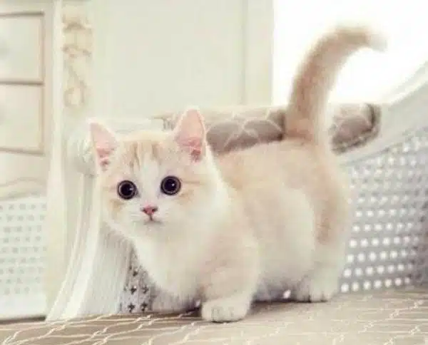 Quel age a mon chat ? Correspondance âge chat-humain. un chaton