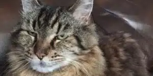 Quel age a mon chat ? Correspondance âge chat-humain.