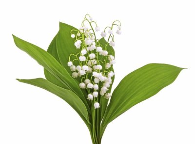 muguet toxique pour les chats