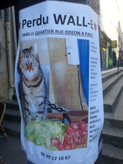 Chat perdu à Paris (Odéon - 6e arrondissement)