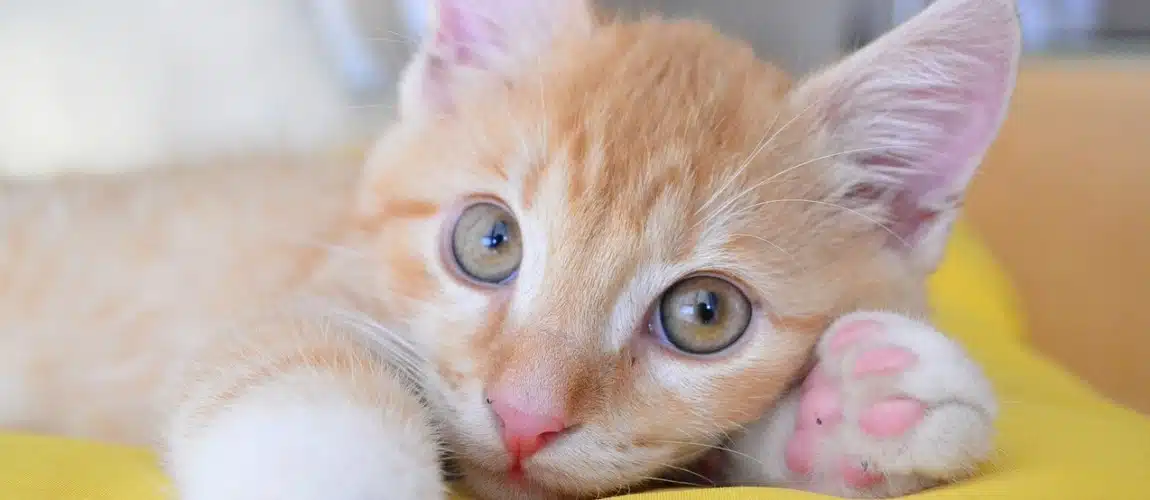 Un beau chaton
