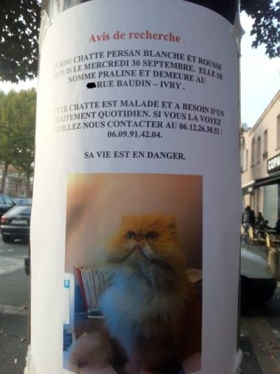 Annonce Chat Perdu