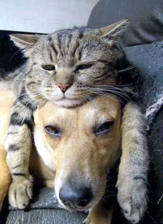 1 chat se repose sur la tête d'un chien 8
