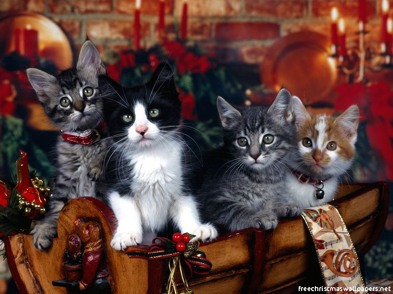 4 chats de noël