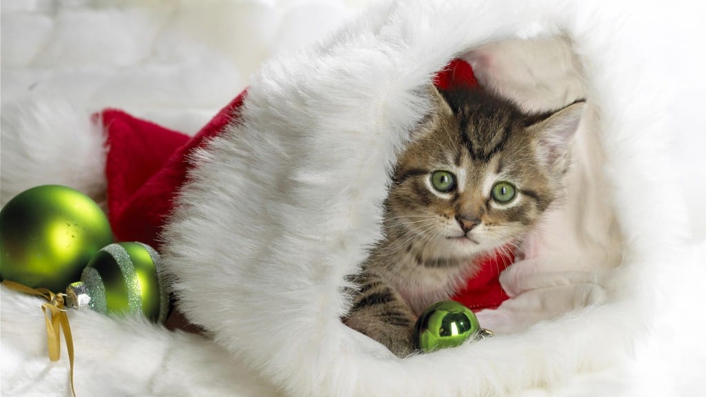 Chat noël