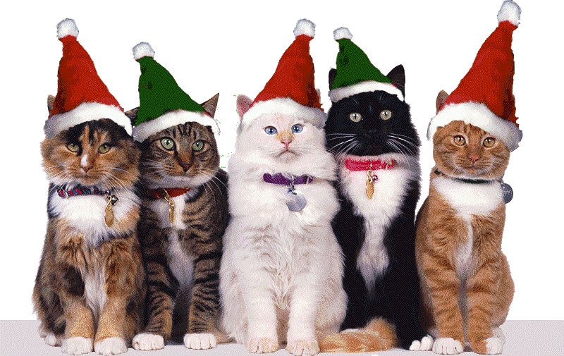 Tirage au sort de Noël MonChatEstRoi