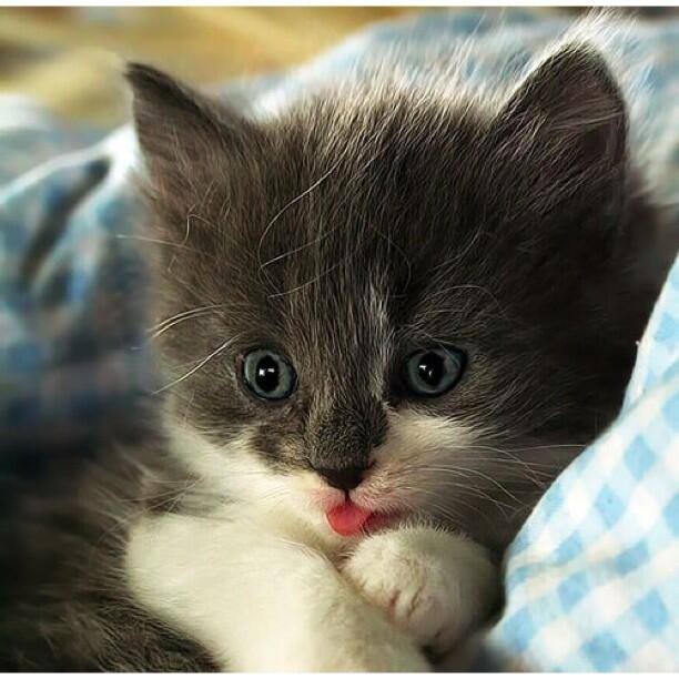 Petit chaton tire la langue 4