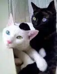 chats aux yeux vairons 1
