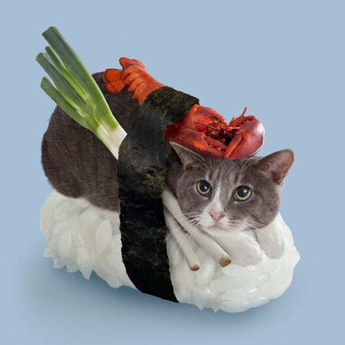 chat-sushi homard