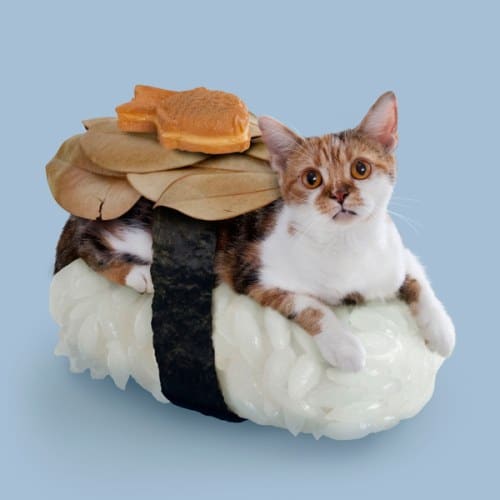 chat-sushi poisson