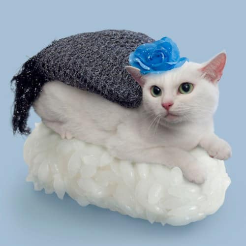 chat-sushi rose bleue