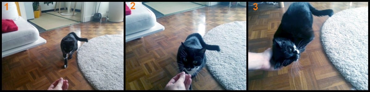 Visite à domicile Paris 13 - Kiku est caressée