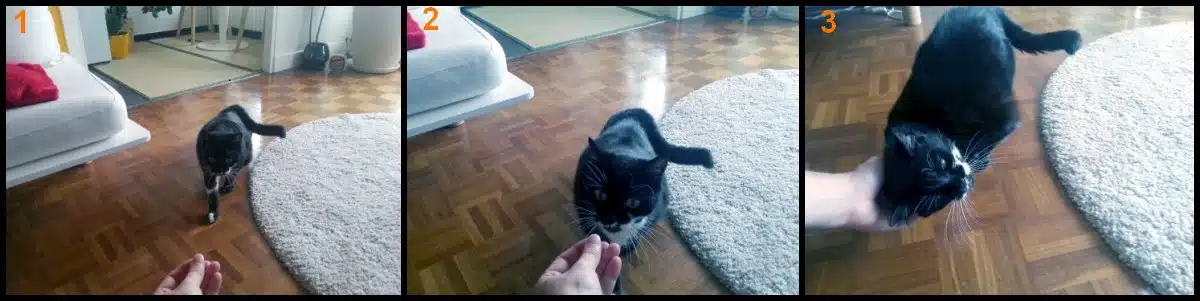 Visite de chat à domicile Paris 13 - Kiku est caressée