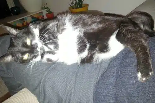 Visite de chat à domicile Paris 13 - Kiku sur les genoux se tortille
