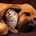 Amitié chien chat - Chaton sous une oreille de chien