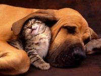 Amitié chien chat - Chaton sous une oreille de chien