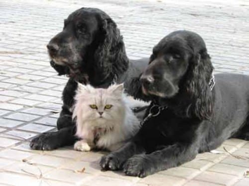 Amitié chien chat - 1 chat entre ses 2 gardes du corps