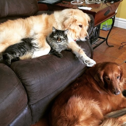 Amitié chien chat - 1 chat et 1 chien sur un canape
