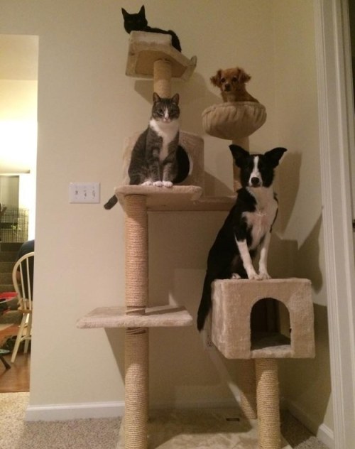 Amitié chien chat - 2 chats et 2 chiens sur un arbre à chat