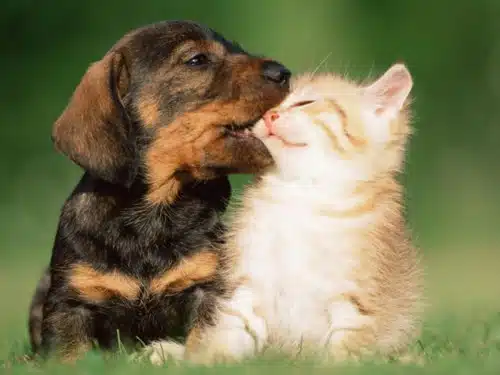 Amitié chien chat - Bisou d'un chien a un chat
