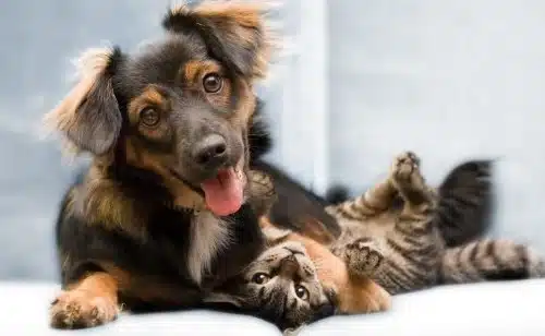 Amitié chien chat - Calin