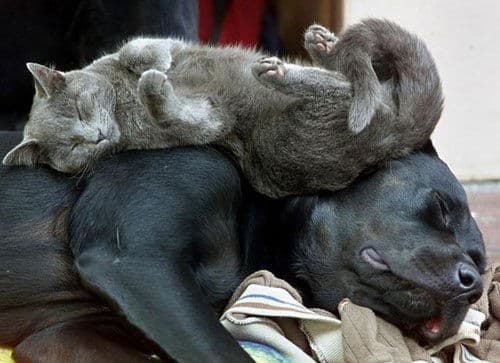Amitié chien chat  - Chat allongé sur un chein 2
