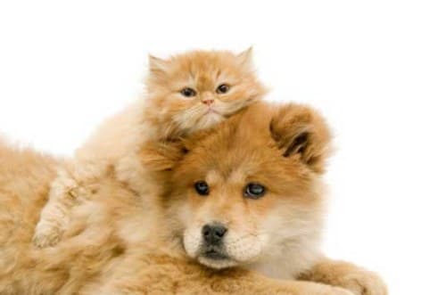 Amitié chien chat - Chat allongé sur un chien