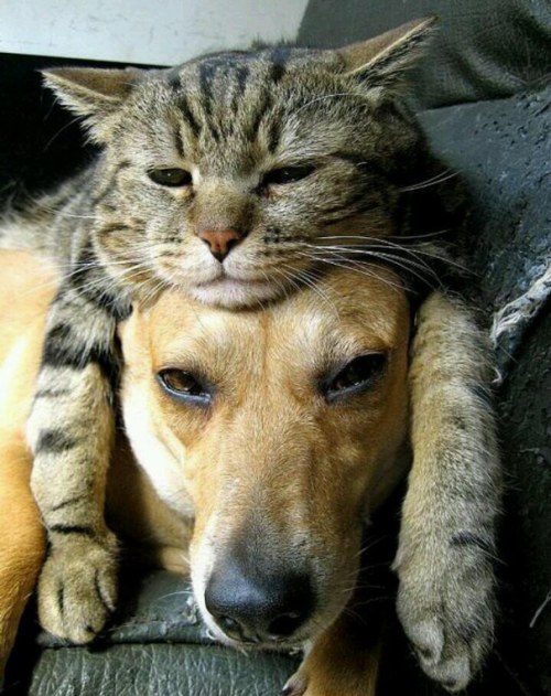 Amitié chien chat - Chat sur la tête d'un chien