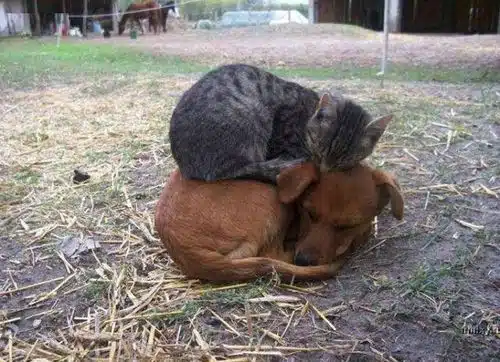 Amitié chien chat - Chat sur un chien