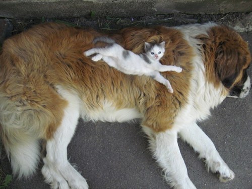 Amitié chien chat - Chaton allongé sur un gros chien