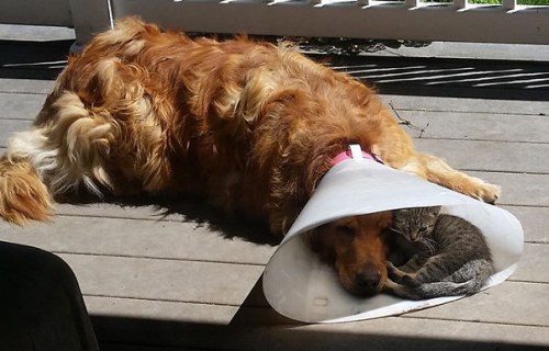 Amitié chien chat - Chaton dans une colerette