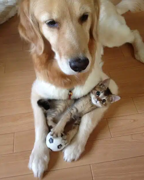 Amitié chien chat - Chaton entre les pattes d'un chien