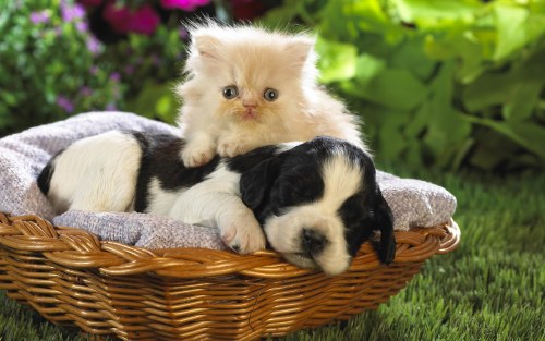 Amitié chien chat - Dans un panier