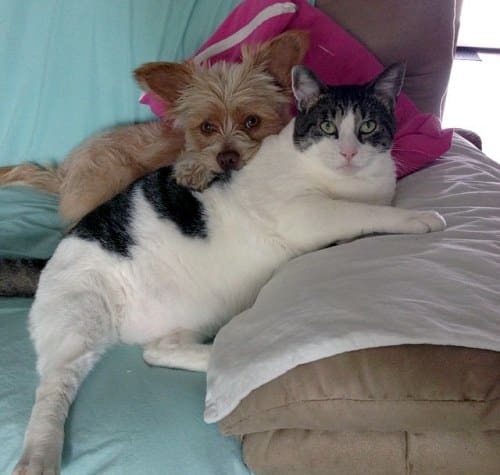 Amitié chien chat - Gros chat et petit chien