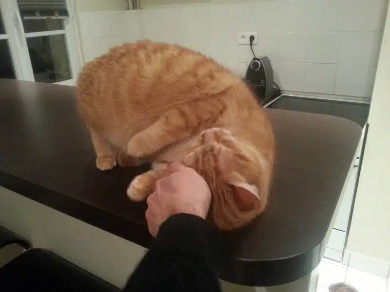 Hector le chat gratoullis 2