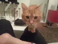 Hector, chat client MonChatEstroi à Paris 12e Hector le chat première approche