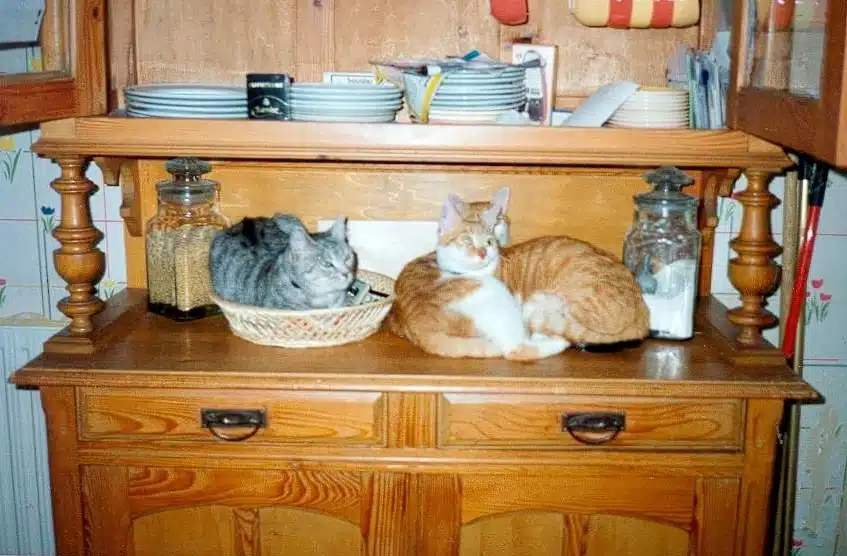 Biscotte, Poil de Carotte et Samy