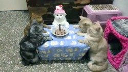 Anniversaire MonChatEstRoi