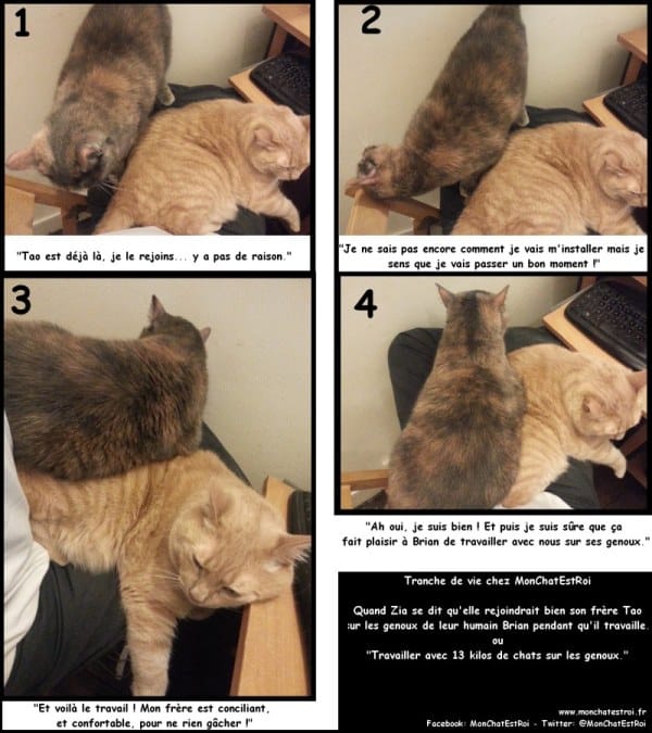 Travailler avec un chat au bureau