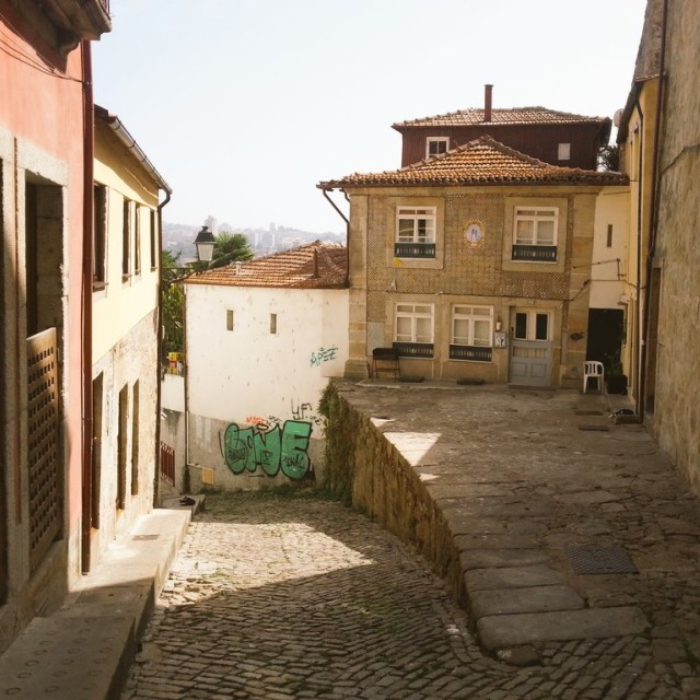 2-chats-se-prelassent-a-lombre